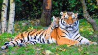 梦里看到老虎的预兆是什么?