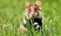 52岁的老鼠有一个障碍,1972年老鼠人的生活是什么